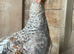 Lovely 3 month old cockerel for sale