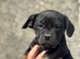 Mini Daschund x Frenchie puppies for sale