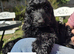 Beautiful F1 Cockapoo Puppies Ready to Go to Loving Homes Now Licenced Domestic Breeder