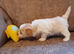 Maltipoo puppies