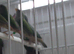 Forbes parrot finches