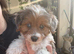 Beautiful puppy