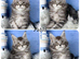 TICA registered adorable Maine coon kittens