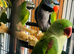 Baby Derbyan talking Parrot