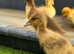 Week old ducklings