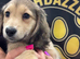 Long haired mini dachshund puppy ready to leave