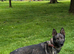 German Shepherd Female