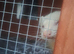 2 ferrets pet only