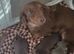 Two miniature dachshund pups