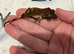 juvenal crested geckos