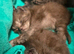 MainecoonX