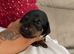 Mini dachshunds