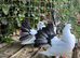 Fantails