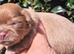 Shih Tzu girls for sale