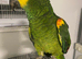 Handtame and Talking blue fronted Amazon
