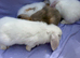 Mini lop babies for sale