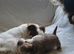 Beautiful Long haired chihuahua puppies