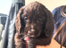 Cocker spaniel puppies