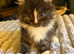 Ragdoll Cross Kittens – Ready for Their Forever Home