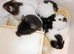 Litter of babies looking for their home