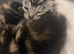 4 beautiful part bengal kittens
