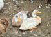 Blue valley ducks and Indian runners
