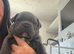4 Beautiful boy Staffordshire bull terrier