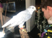Male gyr saker falcon