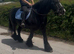 15 year old black cob