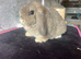 Pure mini lop