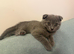 Beautiful Scottish Fold girls