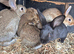Pure bred Rex bunny’s
