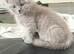 Beautiful Kittens