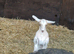 Romeo. Cracking little weather goat kid.