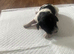 Cavapoo puppies