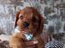 F1b cavapoo puppies