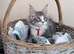 1 Beautiful full pedigree TICA registered Maine Coon kitten FEMALE