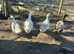 Pekin and pekin x appleyard hatching eggs