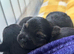 5 Yorkshire terrier puppies for sale