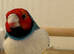 2024 Gouldian Finch Cock Bird