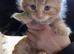 Ginger kittens