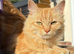 2 beautiful boy kittens left