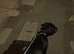 cane corso cross for sale