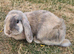 Two Beautiful Female Bunnies Looking for a Loving New Home