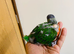 hand reared baby Rainbow lorikeet