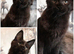 GCCF REGISTERED MAINE COON KITTEN