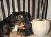Cocker Spaniel puppies