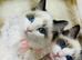 Pure pedigree registered Ragdoll kittens