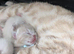 Bengal cross ragdoll kittens