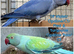 Breeding & pet Mutation Indian Ringneck Parrots